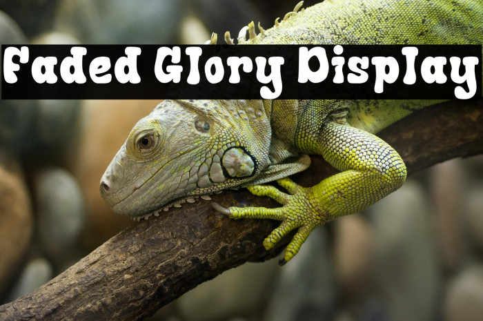 Faded Glory Display Example 2