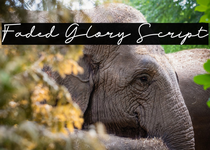 Faded Glory Script Example 1