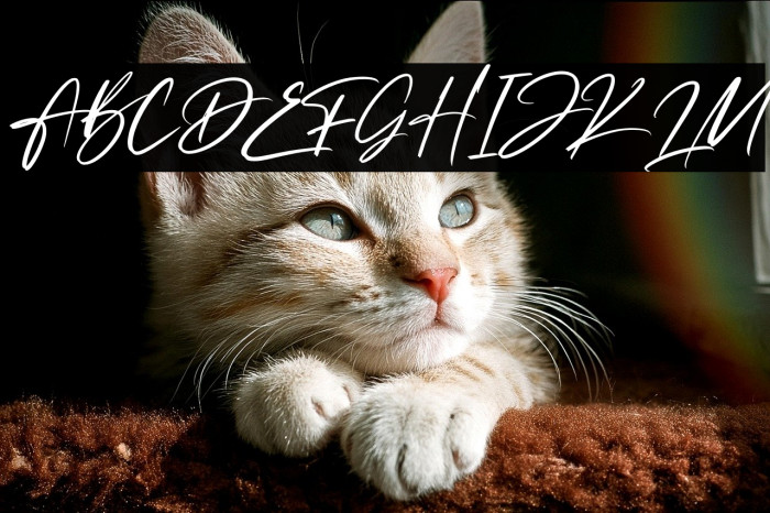 Fadetta Italic Example 2