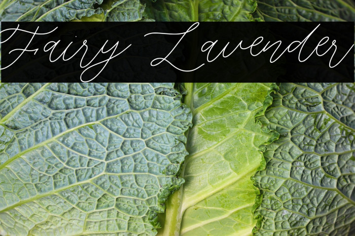 Fairy Lavender Example 3