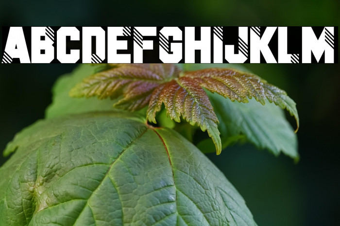 Fake Identity Example 2