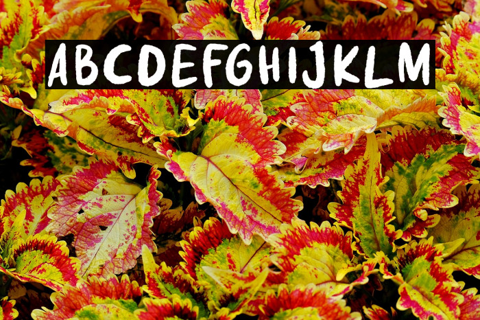 Fake Nice Demo Version Example 2