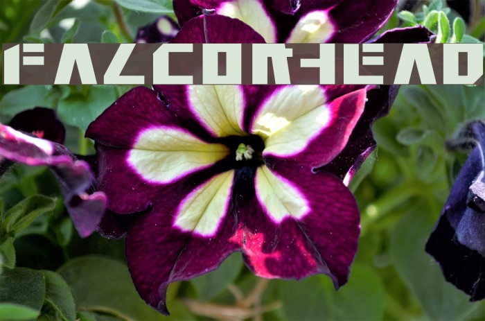 Falconhead Font examples
