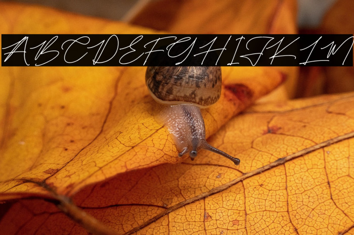 Falidasi Triasie Example 3