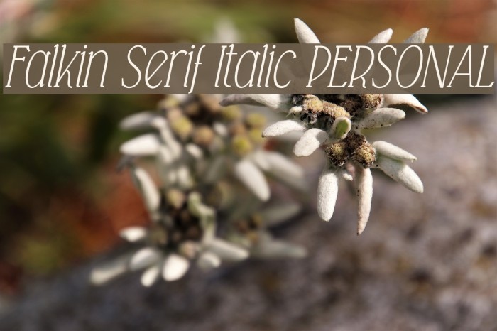 Falkin Serif Italic PERSONAL Font examples