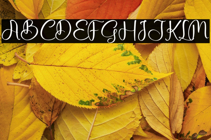 Fallecity Gosttely Example 3