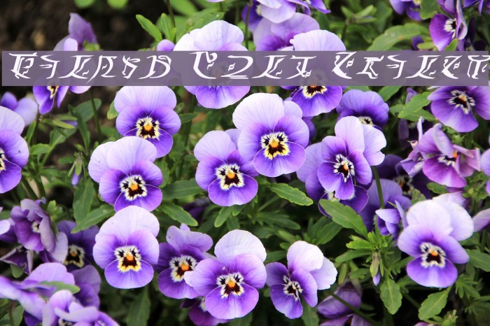 Falmer Bold Italic Example 2