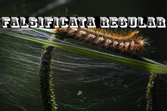 Falsificata Regular Example 1