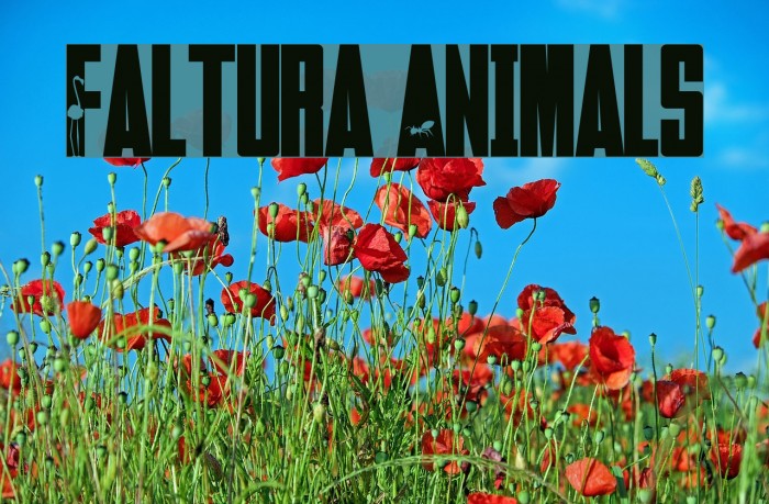 Faltura Animals Example 3