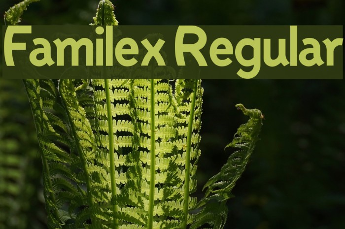 Familex Regular Example 2