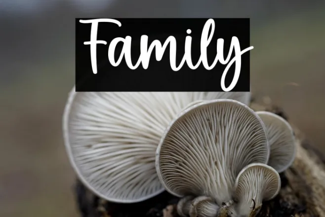 Family Example 3