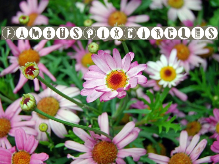 FamousPix-Circles Font examples