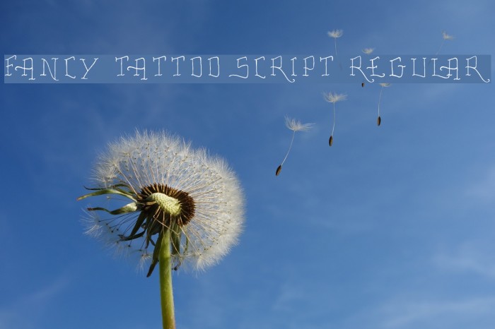 Fancy Tattoo Script Regular Font examples