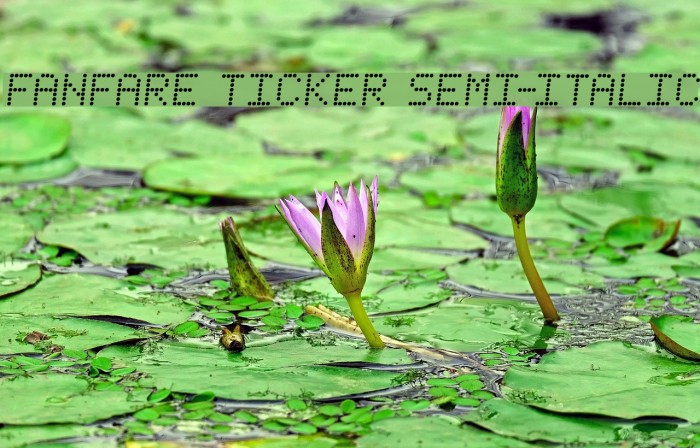 Fanfare Ticker Semi-Italic Font examples