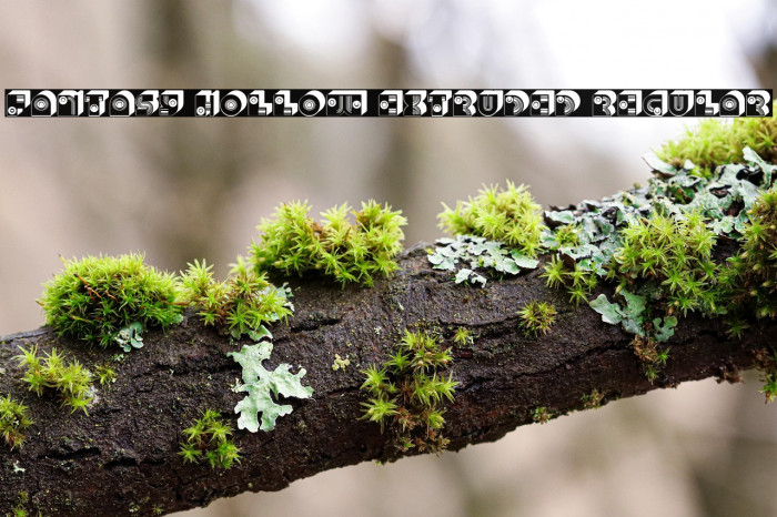 Fantasy Hollow Extruded Regular Example 3