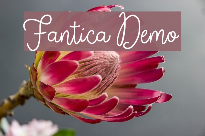 Fantica Demo Font examples