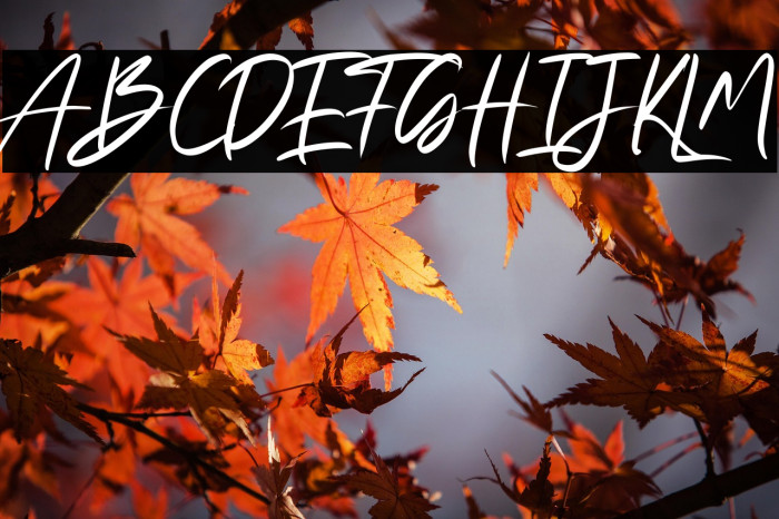 Fany Alleya Example 2