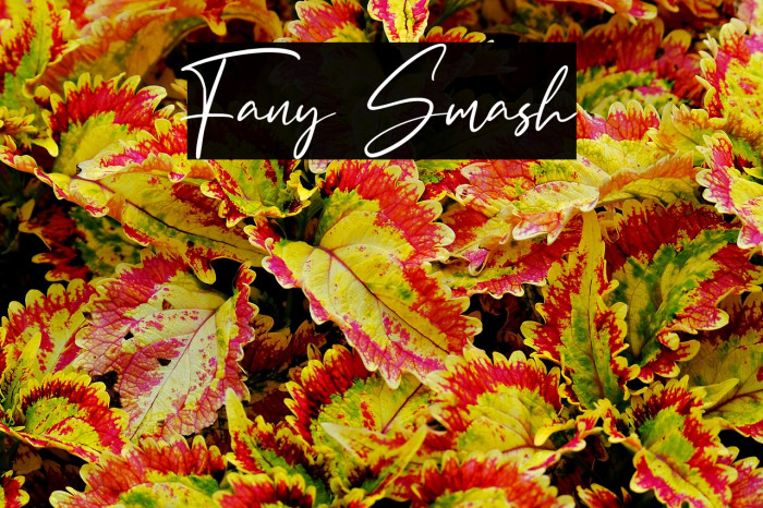 Fany Smash Example 3