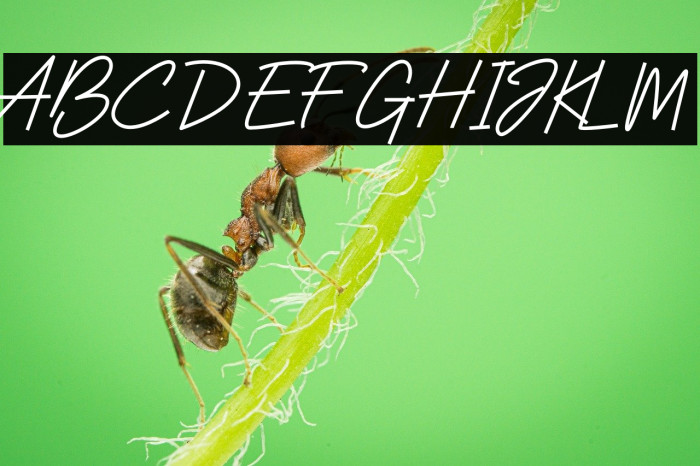 Farah Shanum Script Caratteri examples