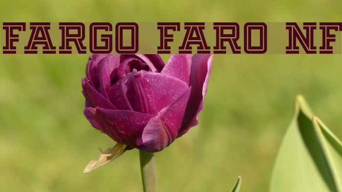 Fargo Faro NF Font examples