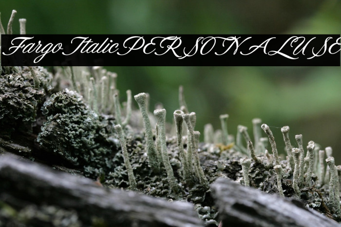 FargoItalicPERSONALUSE Example 1