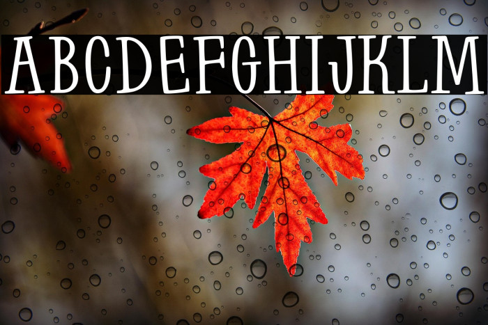 Farm to Market Bold Example 3