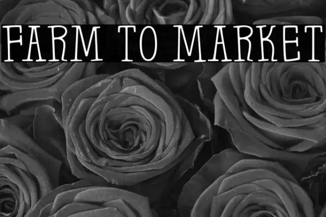 Farm to Market Font examples