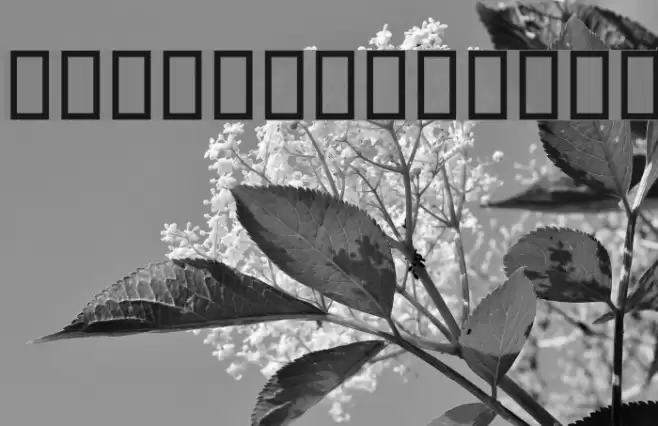 Farzaana Font examples