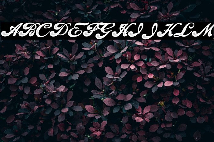 Fascinate Personal Use Regular Example 1