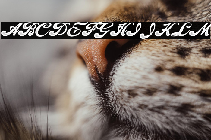 Fascinate Personal Use Regular Example 3