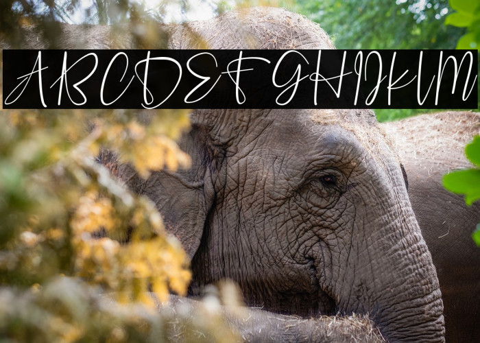 Fashion Script Personal Use Example 3