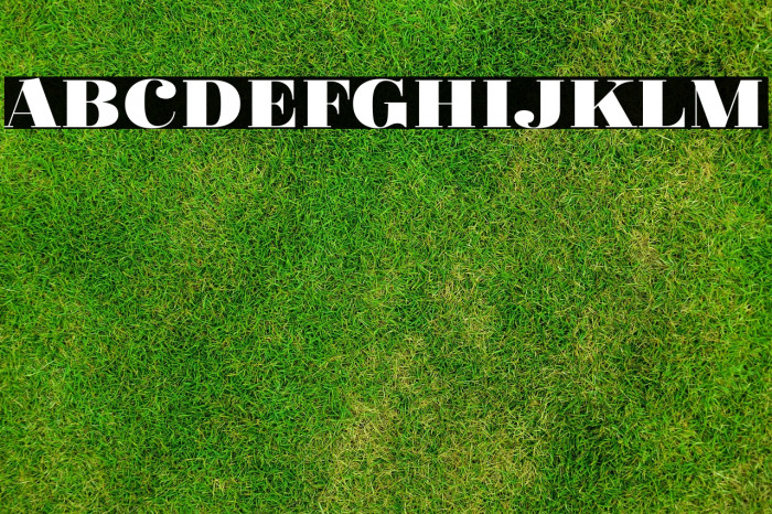 Fat Flamingo5 Example 1