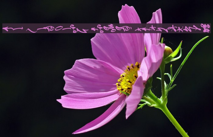 Fat Wandals Element PERSONAL Example 3