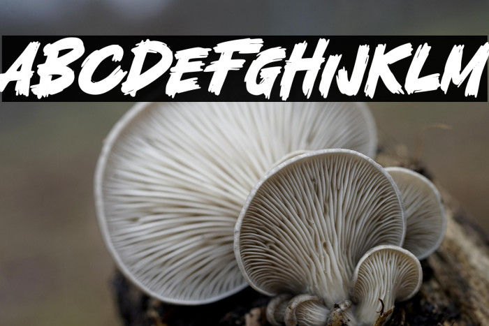 Fatal Fighter Example 1