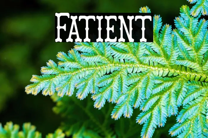 Fatient Example 2