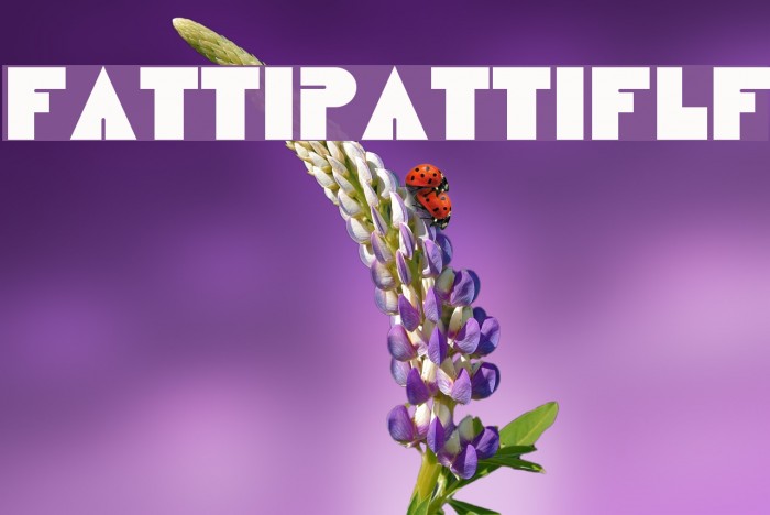 FattiPattiFLF Example 1