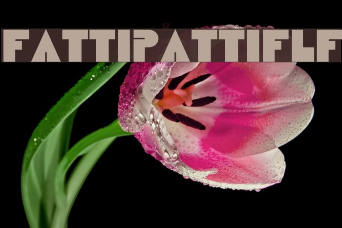 FattiPattiFLF Example 2