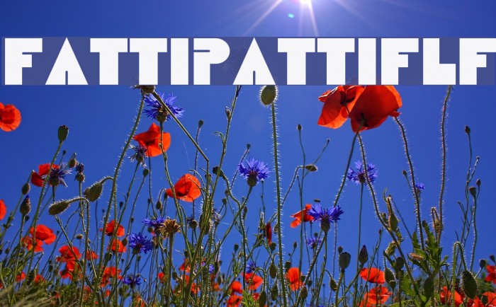 FattiPattiFLF Example 3