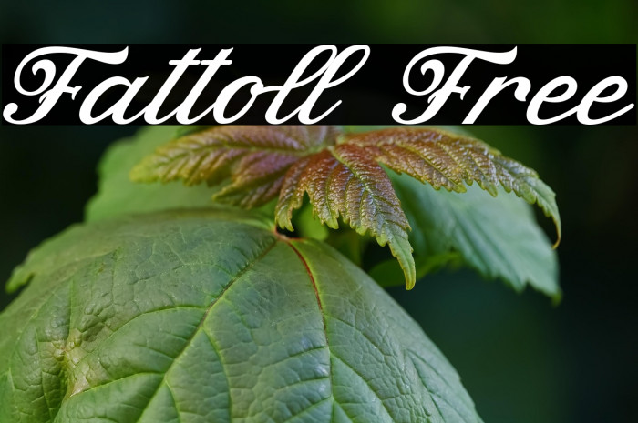 Fattoll Free Example 3