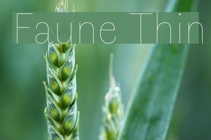 Faune Thin Font examples