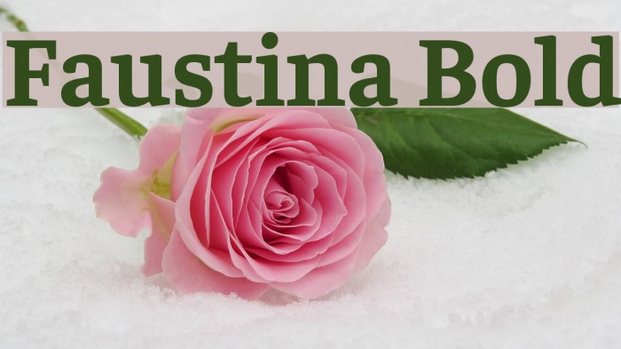 Faustina Bold Font examples