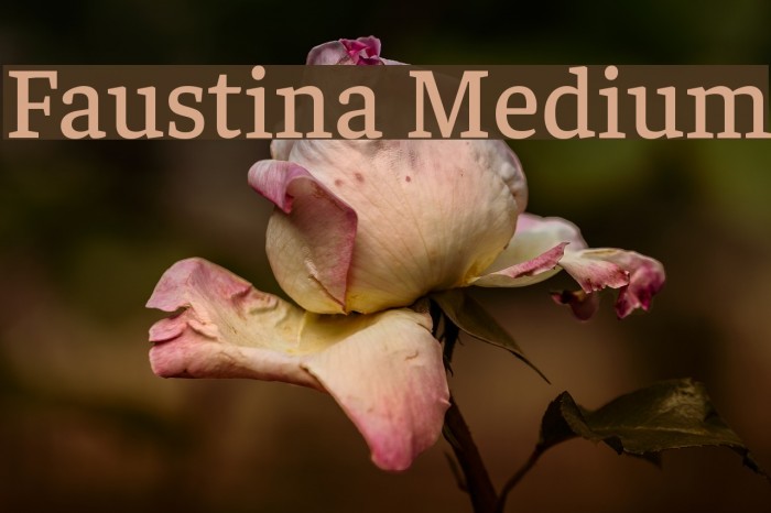 Faustina Medium Fonte examples