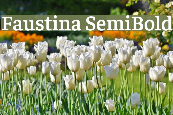 Faustina SemiBold Font examples