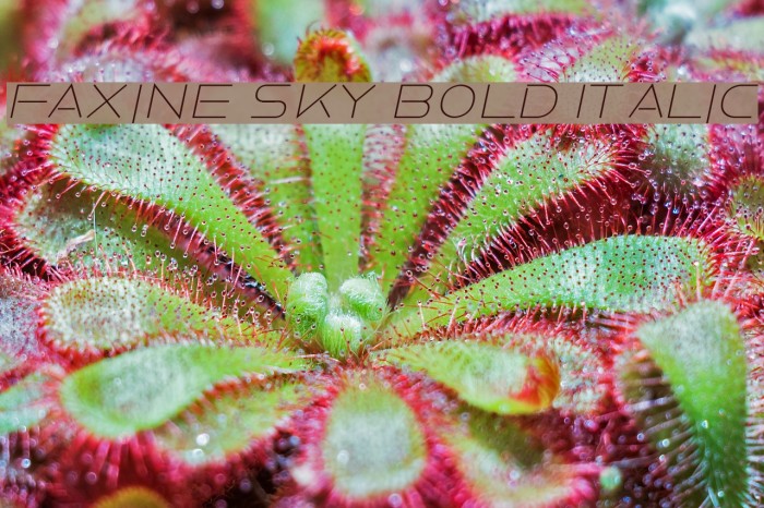 Faxine Sky Bold Italic Font examples