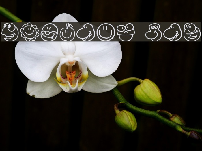 Fazings one Font examples