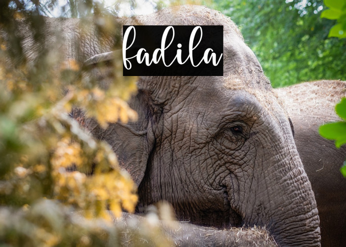 fadila Example 2