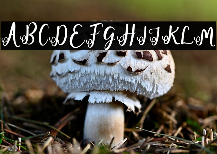 fadillademo-Regular Example 1