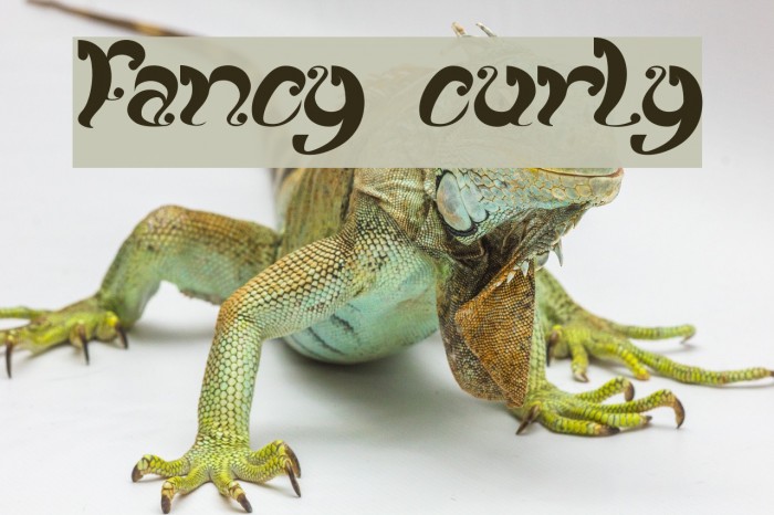 fancy curly Font examples