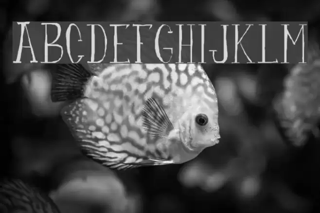 fanfarone Font examples