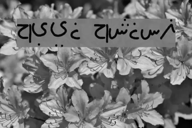 farsi family Font examples